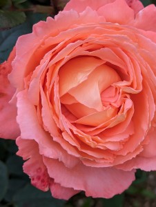 SOLSTICE GLOW (climber)